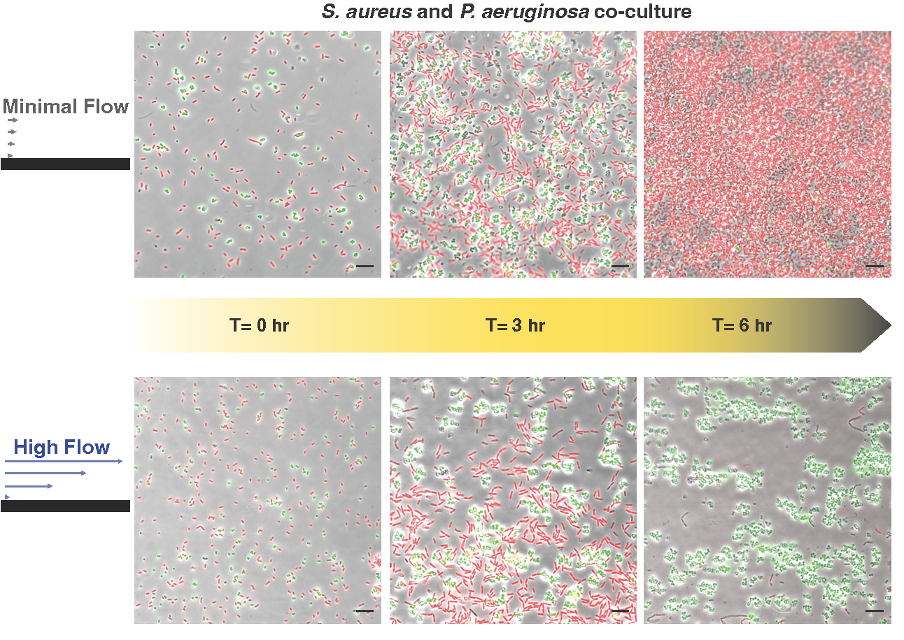 _S. aureus_ and _P. aeruginosa_ in flow