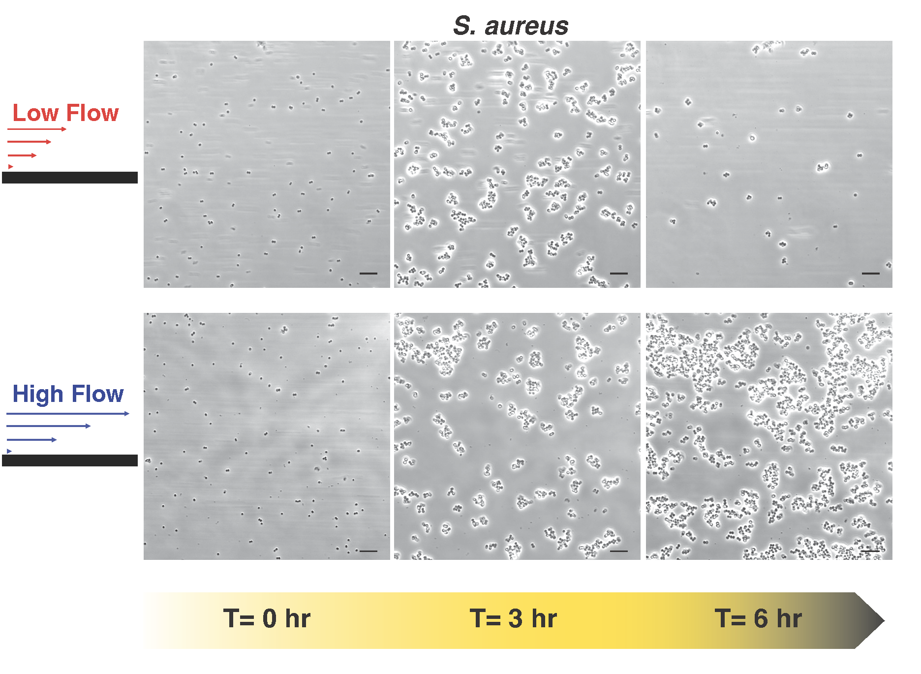 _S. aureus_ in flow